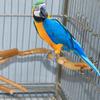 Natural Parrot Perch Bird Stand Tree Stick Paw Grinding Fork Parakeet Climbing Bird Standing Branches Toys Birdcage Accessories