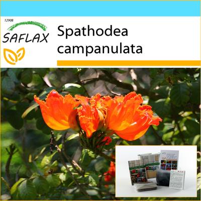 Gift Set - African Tulip Tree - 30 Seeds - With Gift Box, Card, Label and Potting Substrate - Spathodea Campanulata