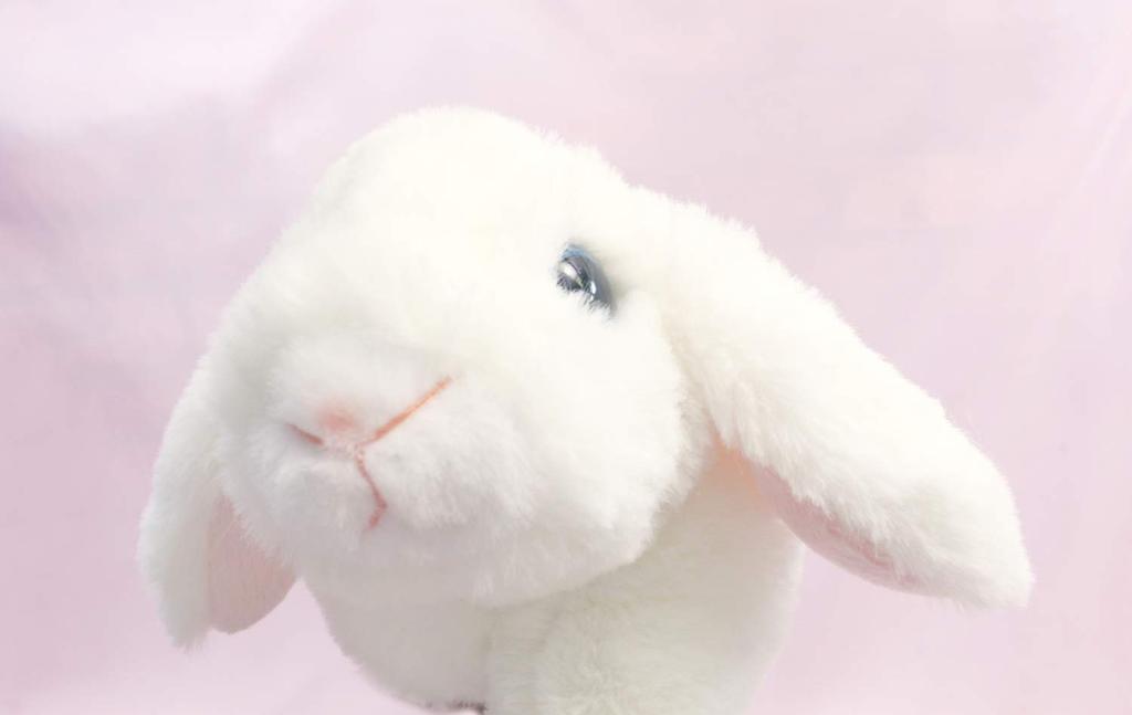 Take Off Maroon Rabbit Holland Lop White