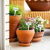 Plastic Plant Labels For Garden With Waterproof Design For Outdoor Plant Identification