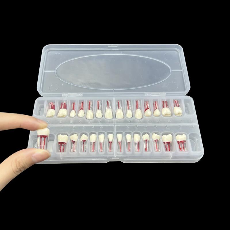 28Pcs/Set Dental Endodontic Teeth Model Full Mouth Root Canal Practice Study Model Endo Teeth Block Training Study Resin Replace