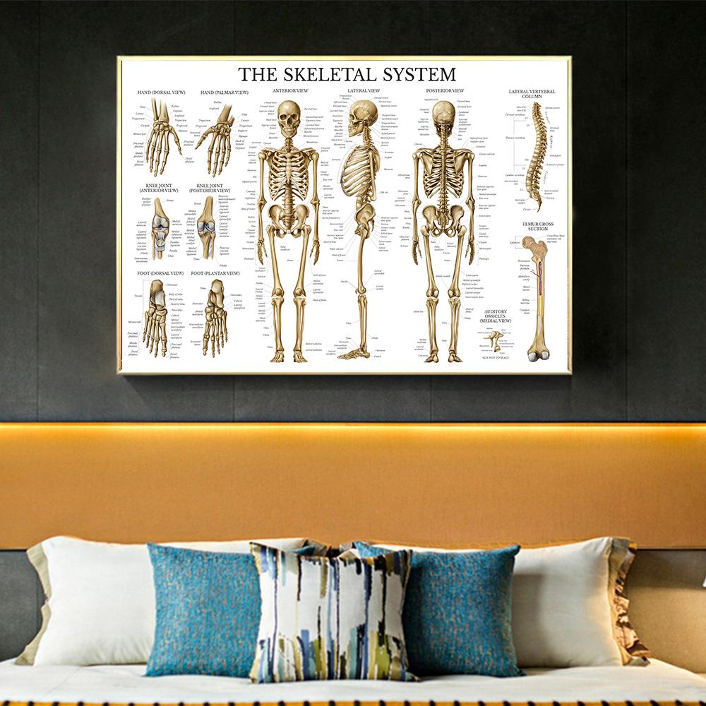 Menschliches Muskel-Skelett-System Anatomie Poster Menschliche Anatomie Medizinische Wanddekoration Medizinische Ausbildung Leinwandgemälde Wandaufkleber