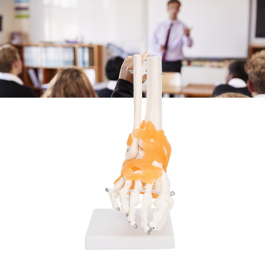 1:1 Human Foot Ankle Bone Skeleton Structure Model Foot Joint Model with Ligaments