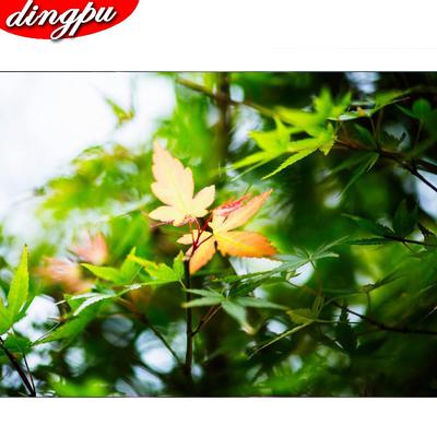 10 Stck Delonix Regia Outdoor Bonsai Flamboyante Flammenbaum Gartenpflanze  Samen gnstig kaufen  Preis, kostenloser Versand, echte Bewertungen mit  Fotos  Joom