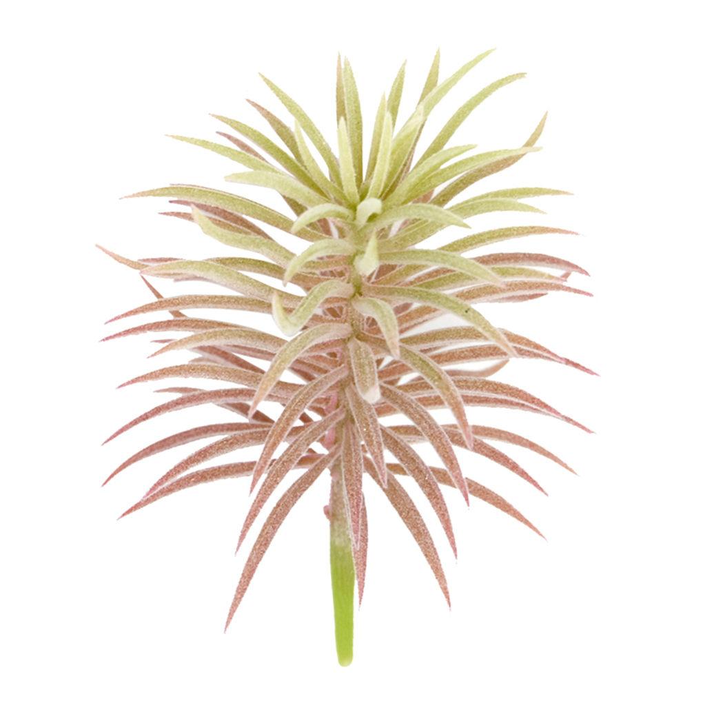 Artificial Pine Plant Simulation Home Office Ornament Plant Decoration