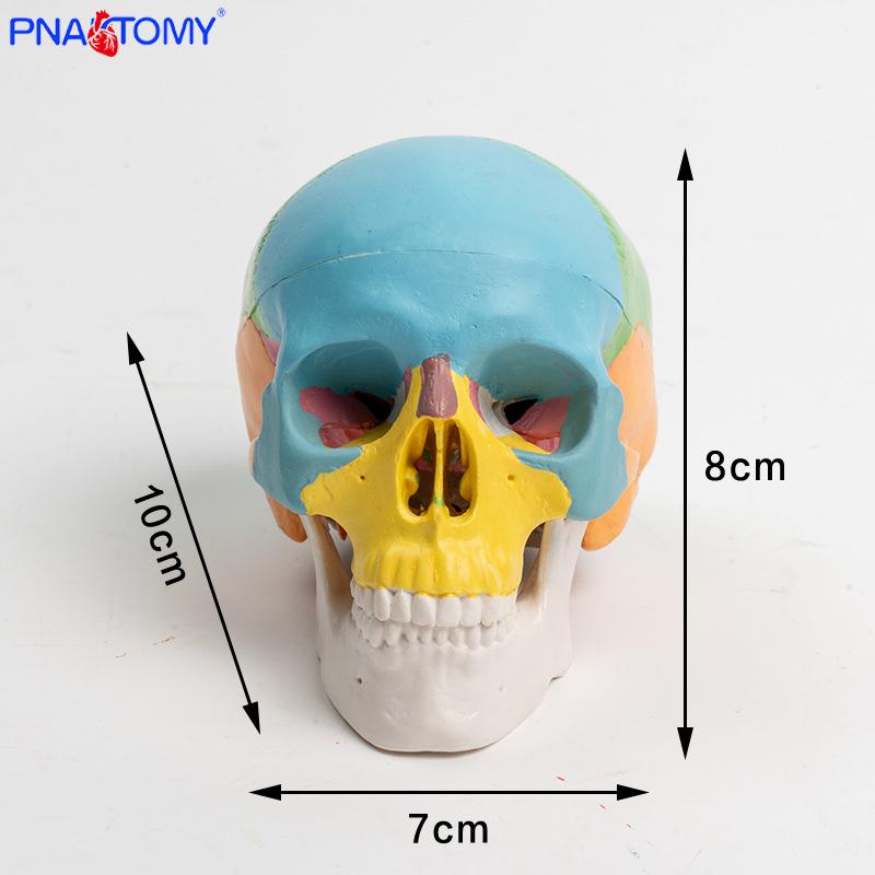 3-Part Movable Mini Skull Model for Art & Sketching PNT-0105-1C