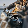 Cute Safety Helmets for Dogs Dog Helmet with Ear Holes & Adjustable Strap, Dog Helmet for Small Dog for Outdoor Driving/Riding