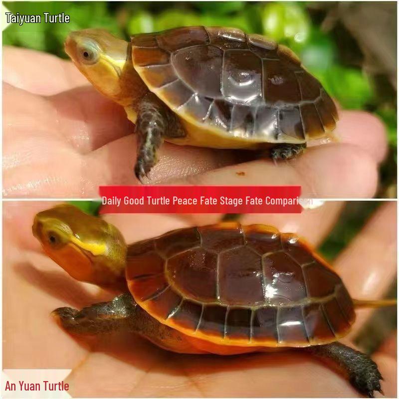 Yellow-margined Box Turtle Fertilized Egg Sac for Hatching 1 Egg with Hatching