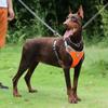 Astro Orange Dog Training Harness, Size Xl