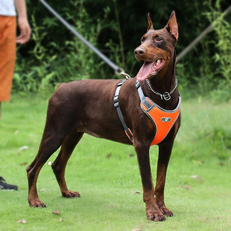 Astro Orange Dog Training Harness, Size Xl