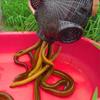 Reusable Cage Outdoor Crabs Loach Catching Basket Eel Cage Crabs Shrimp Traps Professional Lobsters Trap 3/6/8 Hole