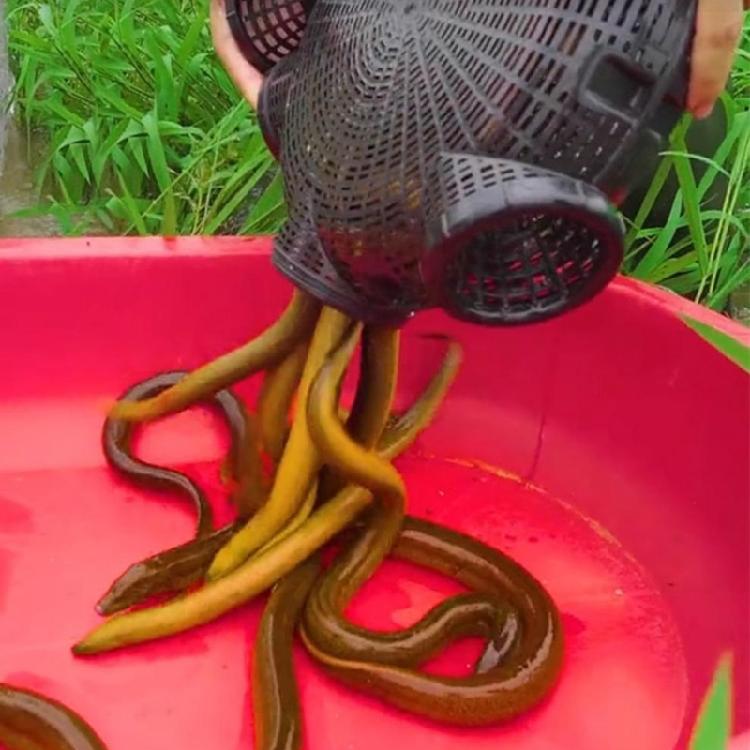 Reusable Cage Outdoor Crabs Loach Catching Basket Eel Cage Crabs Shrimp Traps Professional Lobsters Trap 3/6/8 Hole