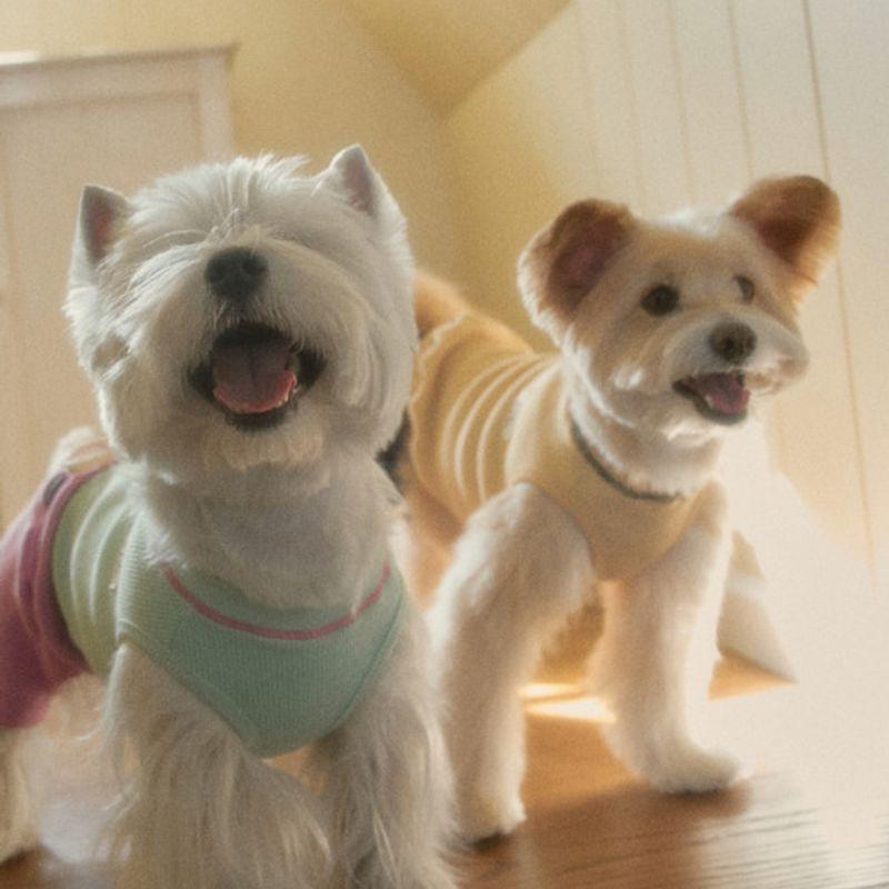 CROOKTHECHIHUAHUA T-shirt Gaufre Quotidien (3color)