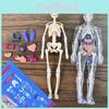Interactive Diy Plastic Human Skeleton And Organ Model Toy For Kids Educational Play In Half Transparent And Full Transparent Options
