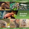 1 Animal Harness with Adjustable and Comfortable Lizard and Reptile Straps, Breathable and Suitable for Outdoor Activities