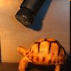 Keramický tepelný zářič Žárovka tepelného zdroje pro plazy, nevyzařující světlo Brooder Coop Heater pro obojživelníky a inkubující kuře