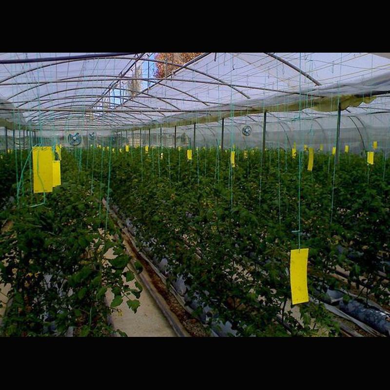 Premium 5pcs Outdoor Yellow Sticky Glue Flying Pest Insect Papers Traps For Bugs