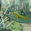 Elastic Triangle Pet Accessories Reptile Habitat Bird Ladder Bearded Dragon Hammock Lizard Bed