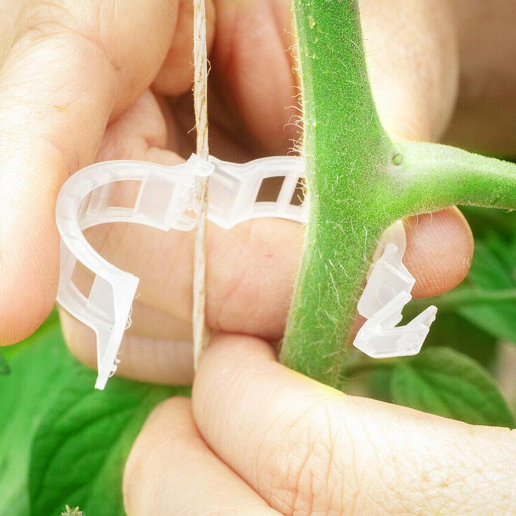 200Pcs Tomato and Veggie Garden Plant Support Clips Trellis Twine Greenhouse FA 200Pcs Tomato and Veggie Garden Plant Support Clips Trellis Twine Greenhouse FA