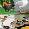 Livestock Tagging