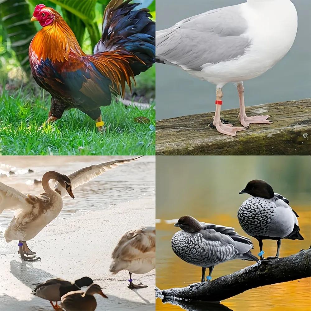 Livestock Tagging