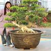 Large Resin Flower Pot for Cycad, Fruit Trees, Lotus, Balcony & Courtyard Planting