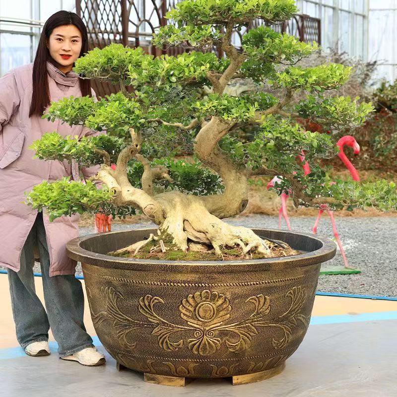 Large Resin Flower Pot for Cycad, Fruit Trees, Lotus, Balcony & Courtyard Planting