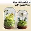 Natural Flowers Rose Dandelions Real Dried Flower for Crafts Glass Cover Home Office Decoration for Birthday Mother's Day Gifts