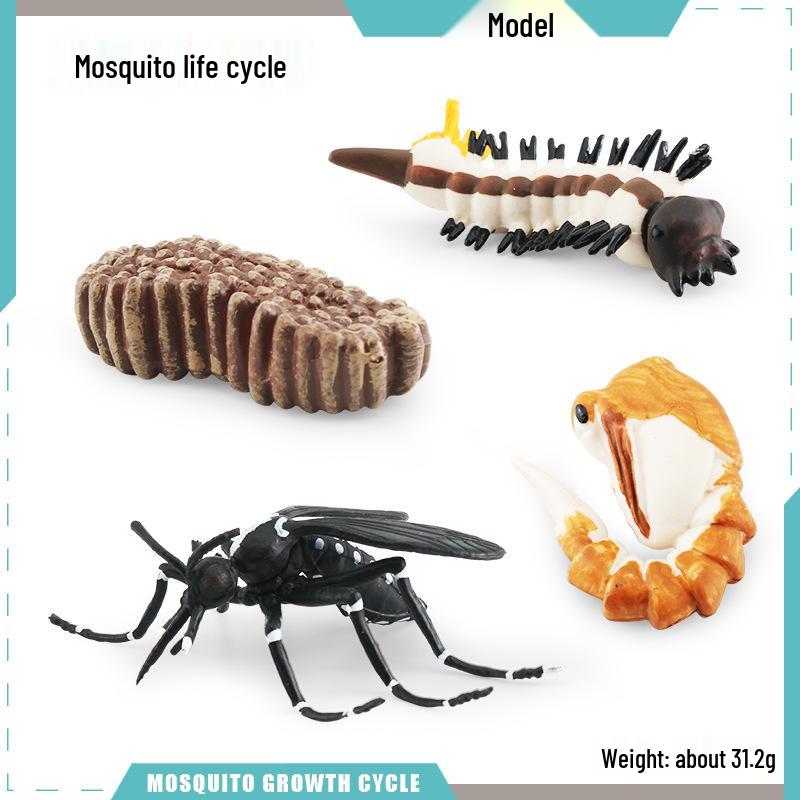 Animal Growth Cycle Models: Chicken, Duck, Goose, Butterfly, Turtle, Frog Montessori Teaching Figurines