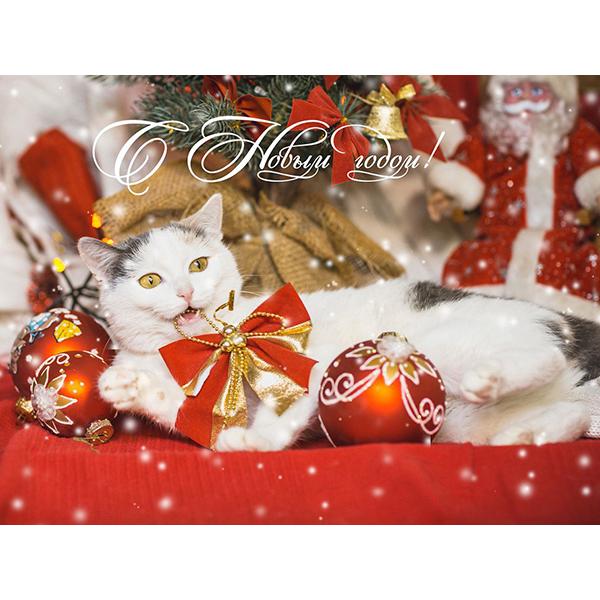 5D DIY pictură cu diamant Kit de artizanat pisică complet pătrat rotund broderie cu diamante animale cu punct de cruce Kit mozaic Decoratiuni de Crăciun