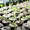 Peat Pellets 10 Count 30mm Plant Starter Seedling Tray Nutrition Block Compression Peat Block Nursery Block