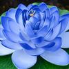 5pcs Realistic Floating Foam Lilies Pad Artificial Water Plant For Pond Pool Fish Tanks Decoration Indoor Outdoor Use