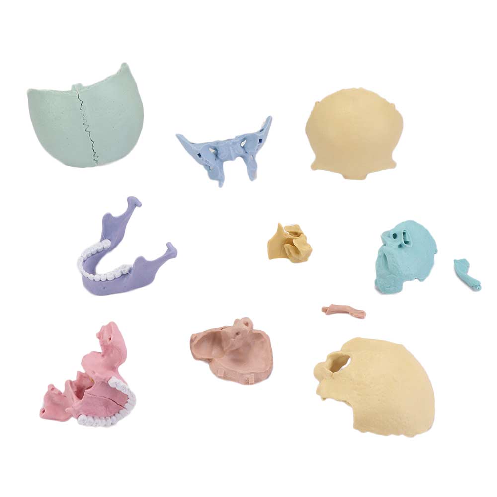 4D Anatomy Skull Model Dental Human-Skull Model Model Toys Skull Model  Human Anatomy