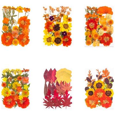 Dried Pressed Flower Art Craft Embellishment Supplies For Handmade Bookmarks Candle Jewelry Making Scrapbooking
