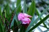 SAFLAX Garden In the Bag - Oleander - 50 Seeds - With Substrate In a Fitting Stand Up Bag - Nerium Oleander