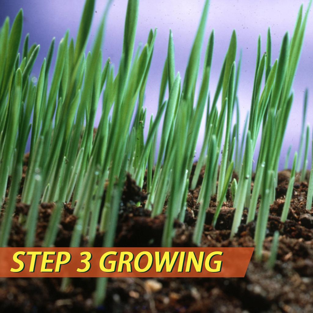 Buy Degradable Grass Seed Mat Grass Seed Germination Blanket for Garden