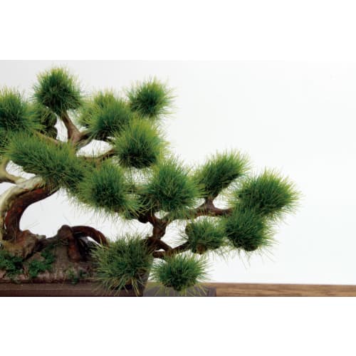 PLATZ 1/12 The Bonsai Ichi Plastic Model BON-01