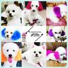 Coloration Panda Noir 2026 Sans Danger pour les Animaux pour Chiens: Coloration Cheveux Crème pour Spitz Nains et Teddies