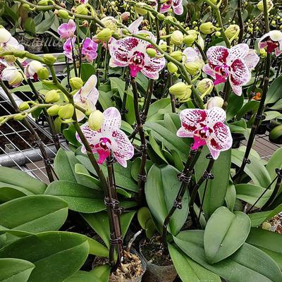 100Pcs Garden Tomato Trellis Clips Creative Shape Mini Size Portable Plant Securing Clips Garden Accessories