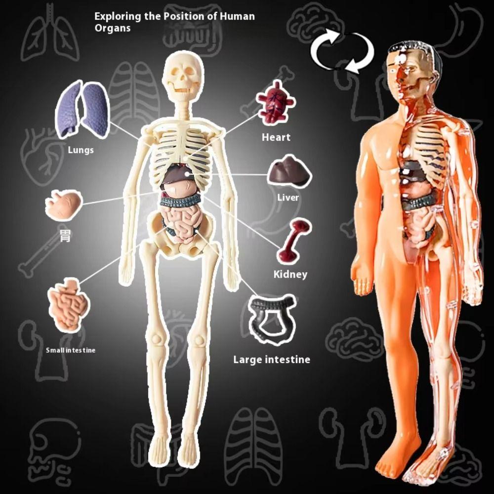 Transparent Science Cognitive Puzzle Toy Plastics Kid Skeleton Model  Kids Toys