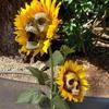 Skeleton Sunflower Halloween Horror Theme Party Decoration Home Garden Courtyard Decoration Outdoor Artificial Flower Decoration