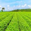 Nou Premium Spring Biluochun Green Tea Chinese Green Tea Organic Speciality Tea