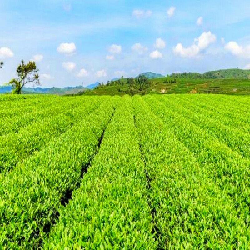 Nou Premium Spring Biluochun Green Tea Chinese Green Tea Organic Speciality Tea