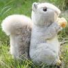 Eichhörnchen Plüschpuppe Anti-Split Flauschig Heimdekorativ Graues Eichhörnchen Plüsch mit Nüsschen für Schreibtisch