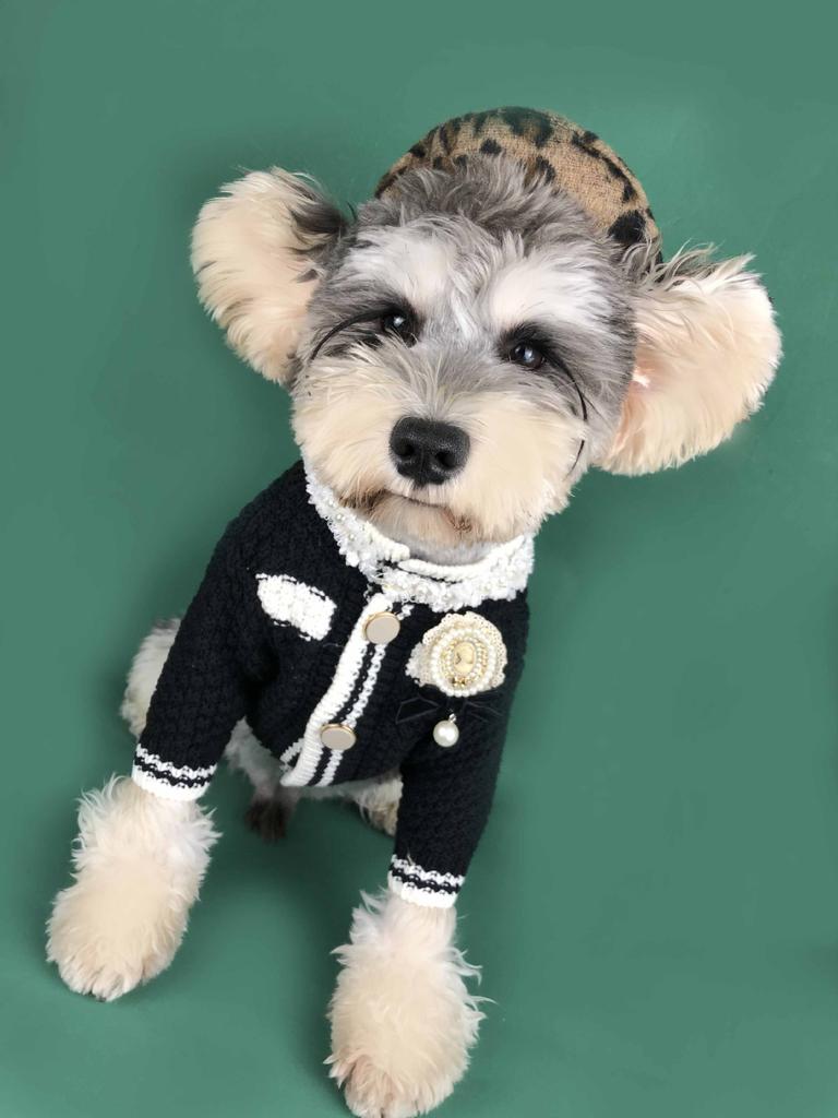 Ubranka dla psów odzież wiosenna mały pachnący sweter sweter Chenille pomorski Teddy Corgi mops kot ubranka dla zwierząt ubranka dla szczeniąt