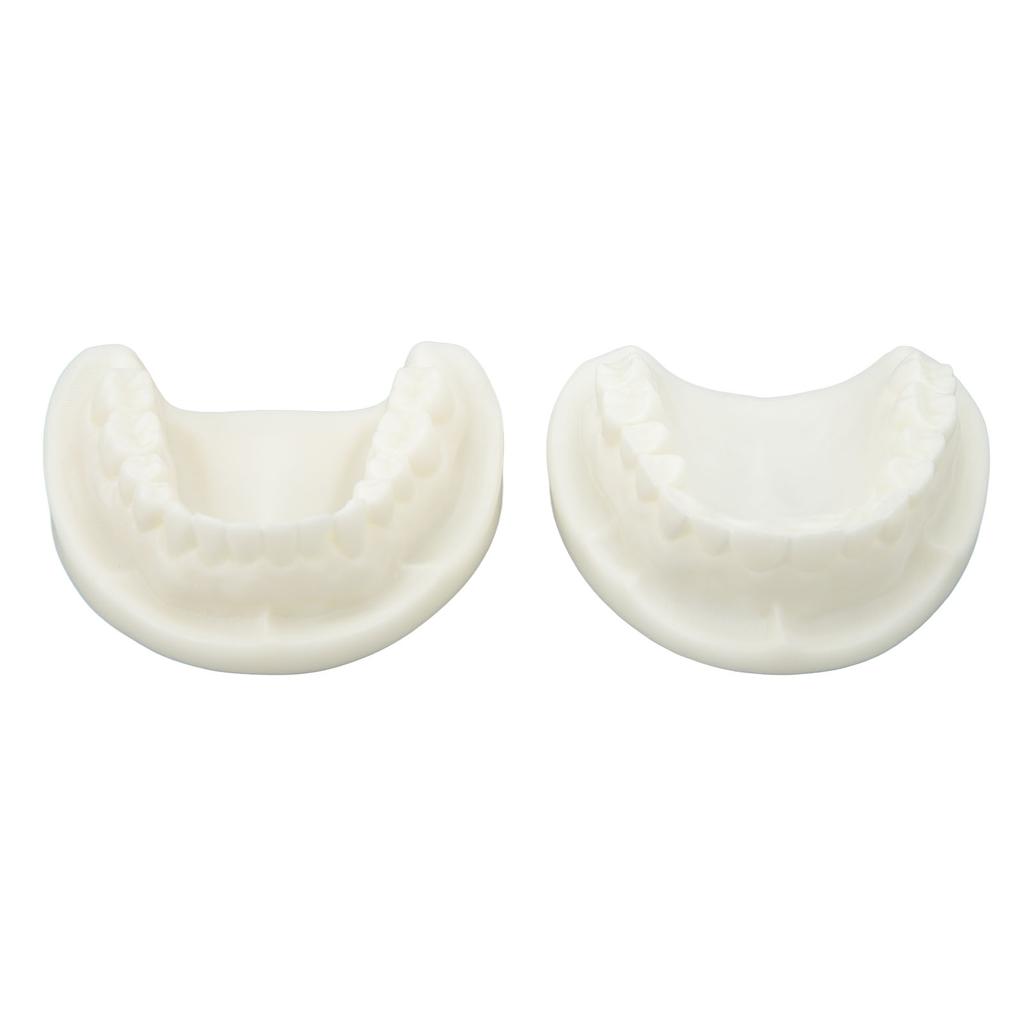 Tooth Model Educational Simulation White Corundum Dental Model for Teaching Study Supplies