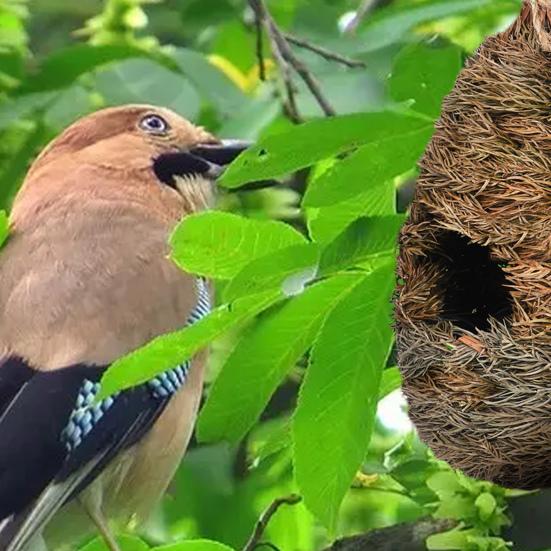 Bird Nest Bite-Resistant Moisture-proof Reusable Strong Construction Compact Resting Nest for Tree