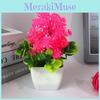 Potted Chrysanthemum Plant Decor For Tabletop Display And Giving Gift
