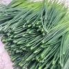 24Pcs Weather-Resistant Artificial Spring Grass Green Artificial Grass Bundles  Tabletop Greenery