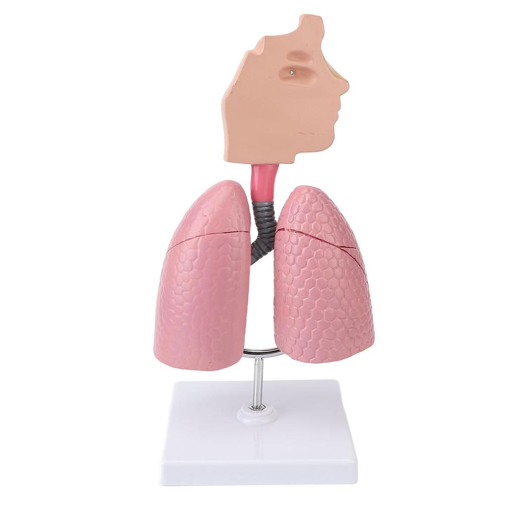 Respiratory System Model with Removable Heart Human Lung Anatomical Display for Students Study Teaching Tool